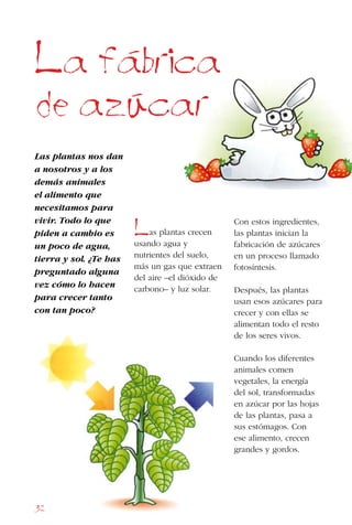 32
Las plantas nos dan
a nosotros y a los
demás animales
el alimento que
necesitamos para
vivir. Todo lo que
piden a cambio es
un poco de agua,
tierra y sol. ¿Te has
preguntado alguna
vez cómo lo hacen
para crecer tanto
con tan poco?
La fabrica
de azucar
Las plantas crecen
usando agua y
nutrientes del suelo,
más un gas que extraen
del aire –el dióxido de
carbono– y luz solar.
Con estos ingredientes,
las plantas inician la
fabricación de azúcares
en un proceso llamado
fotosíntesis.
Después, las plantas
usan esos azúcares para
crecer y con ellas se
alimentan todo el resto
de los seres vivos.
Cuando los diferentes
animales comen
vegetales, la energía
del sol, transformadas
en azúcar por las hojas
de las plantas, pasa a
sus estómagos. Con
ese alimento, crecen
grandes y gordos.
 