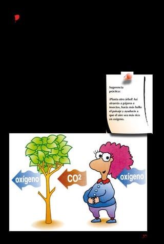 35
ara que podamos
vivir, tiene que existir
una cierta cantidad de
oxígeno en el aire. No
puede tener ni mucho,
ni muy poco.
Pronto seremos 7
mil millones de seres
humanos respirando en
el planeta. Cada uno,
al llenar sus pulmones,
saca un poco del
oxígeno del aire y lo
reemplaza por dióxido
de carbono. Cada
animal está haciendo lo
mismo.
Siendo tantos los que
respiramos, parece raro
que la cantidad total de
oxígeno no baje nunca.
Esta maravilla también
se la debemos a las
plantas, ya que ellas
están hechas de tal
forma que, al hacer
fotosíntesis, toman el
dióxido de carbono del
aire y, a cambio, liberan
el oxígeno que es tan
esencial para nosotros.
En otras palabras, lo
que le sobra a uno
le sirve al otro, y el
balance total entre los
diferentes compuestos
del aire se mantiene
constante.
Es verdad que a
veces hay plantas
chicas y feas, que
no producen nada
comestible, ni material
de construcción.
Pero aunque no sea
evidente, todas dan
oxígeno.
P
Sugerencia
práctica:
¡Planta otro árbol! Así
atraerás a pájaros e
insectos, harás más bello
el paisaje y ayudarás a
que el aire sea más rico
en oxígeno.
 