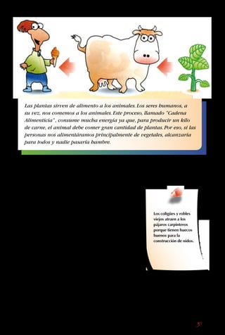 37
Para su bienestar, el ser
humano necesita de esas
mismas plantas, al igual
que los animales.
A pesar de que las
personas dependen de
todas las plantas, se
cuida con mayor esmero
aquellas que sirven
directamente, como
el maíz, el arroz, los
tomates o las papas. Sin
embargo, de la cantidad
total de las plantas que
existe en el mundo, las
que son usadas por la
gente son muy pocas.
Y casi todas las otras
corren peligro.
Por desgracia aún
no nos hemos dado
cuenta de que, aunque
nosotros no las usemos,
en la naturaleza no
sobra ninguna: todas
son el hogar o el
alimento de algún otro
ser vivo. Nada más que
por eso debiéramos
respetarlas por igual:
sin embargo, aún hay
más razones de peso
para cuidar toda la
vegetación.
Las plantas sirven de alimento a los animales.Los seres humanos, a
su vez, nos comemos a los animales.Este proceso, llamado ”Cadena
Alimenticia”, consume mucha energía ya que, para producir un kilo
de carne, el animal debe comer gran cantidad de plantas.Por eso, si las
personas nos alimentáramos principalmente de vegetales, alcanzaría
para todos y nadie pasaría hambre.
Los coligües y robles
viejos atraen a los
pájaros carpinteros
porque tienen huecos
buenos para la
construcción de nidos.
 