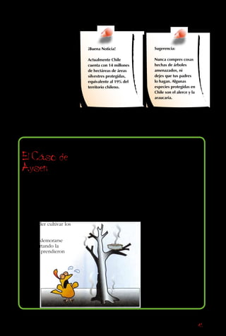 41
más lento, pero el
problema también es
grave. Por ejemplo, en
el archipiélago Juan
Fernández se estudió
la situación de 94 tipos
de plantas. De ellas,
una está extinguida –el
sándalo–, 48 están en
peligro de extinción,
22 están en estado
vulnerable, 15 están
fuera de peligro, y de
8 no se tuvo suficiente
información.
El Caso de
Aysen
Hace solo unos 70
años atrás, comenzó
la colonización del
extremo austral de
Chile, especialmente
en la zona de Aysén.
Los colonos fueron
a despejar el bosque
para poder cultivar los
campos.
Para no demorarse
tanto cortando la
madera, prendieron
fuego a los bosques,
que estuvieron ardiendo
por años. En el invierno,
el incendio se apagaba
un poco con las lluvias,
pero siempre volvía a
prender en el verano. Al
quemarse las plantas de la
zona, también murieron
miles de animales y
el ecosistema quedó
destruido.
Para colmo, después de
quemar miles y miles de
hectáreas, los colonos se
dieron cuenta de que no
podían usar las tierras
para la agricultura,
porque eran suelos
pobres. Finalmente, al
quedar sin árboles que
sujetaran la tierra, la
erosión se llevó el suelo
que quedaba.
Obviamente, si los
colonos hubieran sabido
que iba a suceder tal
desastre, hubieran
cuidado más el bosque.
Pero nadie les había
explicado que el destruir
las plantas hace tanto
daño a la tierra, a los
animales y a sí mismos.
Todos tenemos la
responsabilidad de
educar a la gente para
que no se vuelvan a
cometer los mismos
errores.
¡Buena Noticia!
Actualmente Chile
cuenta con 14 millones
de hectáreas de áreas
silvestres protegidas,
equivalente al 19% del
territorio chileno.
Sugerencia:
Nunca compres cosas
hechas de árboles
amenazados, ni
dejes que tus padres
lo hagan. Algunas
especies protegidas en
Chile son el alerce y la
araucaria.
 