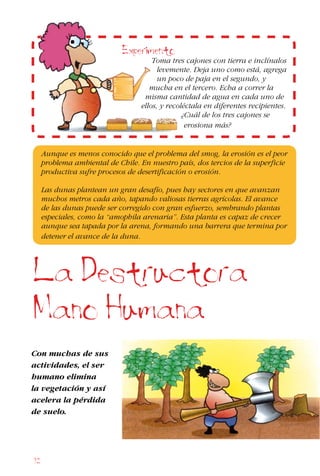 92
Con muchas de sus
actividades, el ser
humano elimina
la vegetación y así
acelera la pérdida
de suelo.
Experimento
Toma tres cajones con tierra e inclínalos
levemente. Deja uno como está, agrega
un poco de paja en el segundo, y
mucha en el tercero. Echa a correr la
misma cantidad de agua en cada uno de
ellos, y recoléctala en diferentes recipientes.
¿Cuál de los tres cajones se
erosiona más?
Aunque es menos conocido que el problema del smog, la erosión es el peor
problema ambiental de Chile. En nuestro país, dos tercios de la superficie
productiva sufre procesos de desertificación o erosión.
Las dunas plantean un gran desafío, pues hay sectores en que avanzan
muchos metros cada año, tapando valiosas tierras agrícolas. El avance
de las dunas puede ser corregido con gran esfuerzo, sembrando plantas
especiales, como la “amophila arenaria”. Esta planta es capaz de crecer
aunque sea tapada por la arena, formando una barrera que termina por
detener el avance de la duna.
La Destructora
Mano Humana
 