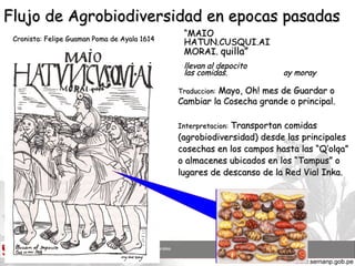 “ MAIO HATUN.CUSQUI.AI MORAI.  quilla” llevan al depocito las comidas.   ay moray Interpretacion:   Transportan comidas (agrobiodiversidad) desde las principales cosechas en los campos hasta las “Q’olqa” o almacenes ubicados en los “Tampus” o lugares de descanso de la Red Vial Inka. Traduccion:  Mayo, Oh! mes de Guardar o Cambiar la Cosecha grande o principal. Flujo de Agrobiodiversidad en epocas pasadas Cronista: Felipe Guaman Poma de Ayala 1614 