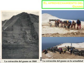 La extracción del guano en 1860 El aprovechamiento del Guano La extracción del guano en la actualidad 
