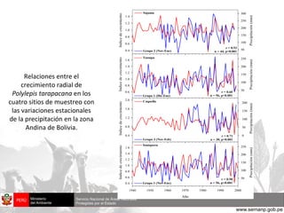 Relaciones entre el crecimiento radial de  Polylepis tarapacana  en los cuatro sitios de muestreo con las variaciones estacionales de la precipitación en la zona Andina de Bolivia. 