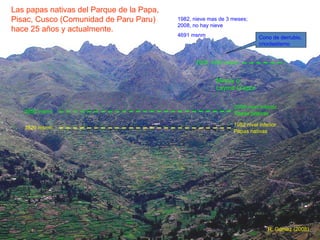 3820 msnm 3950 msnm Muyuy o Layme Q’epor 2008, 4300 msnm 2008 nivel inferior Papas Nativas 1982 nivel inferior Papas nativas 1982, nieve mas de 3 meses; 2008, no hay nieve 4691 msnm Cono de derrubio, crioclastismo Las papas nativas del Parque de la Papa, Pisac, Cusco (Comunidad de Paru Paru) hace 25 años y actualmente. R. Gomez (2008) 