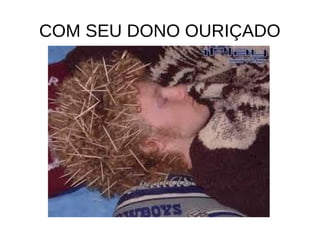 COM SEU DONO OURIÇADO
 