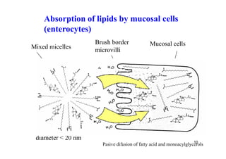 Absorption of lipids by mucosal cells
    (enterocytes)
                    Brush border             Mucosal cells
Mixed micelles      microvilli




 diameter < 20 nm
                                                                    10
                      Pasive difusion of fatty acid and monoacylglycerols
 