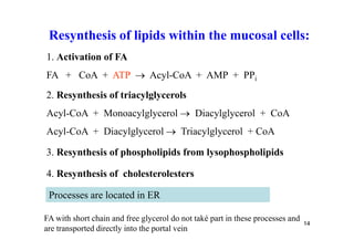 Resynthesis of lipids within the mucosal cells:
1. Activation of FA
FA + CoA + ATP  Acyl-CoA + AMP + PPi
2. Resynthesis of triacylglycerols
Acyl-CoA + Monoacylglycerol  Diacylglycerol + CoA
Acyl-CoA + Diacylglycerol  Triacylglycerol + CoA

3. Resynthesis of phospholipids from lysophospholipids

4. Resynthesis of cholesterolesters

 Processes are located in ER

FA with short chain and free glycerol do not také part in these processes and
                                                                                14
are transported directly into the portal vein
 
