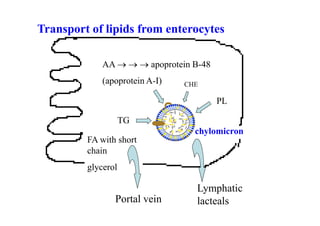 Transport of lipids from enterocytes

             AA    apoprotein B-48
             (apoprotein A-I)   CHE

                                        PL

                    TG
                                  chylomicron
         FA with short
         chain
         glycerol

                                  Lymphatic
                Portal vein       lacteals      15
 