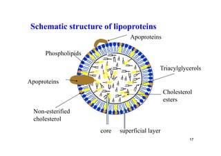 Schematic structure of lipoproteins
                                 Apoproteins

      Phospholipids

                                             Triacylglycerols

Apoproteins
                                                 Cholesterol
                                                 esters
  Non-esterified
  cholesterol
                      core   superficial layer
                                                           17
 