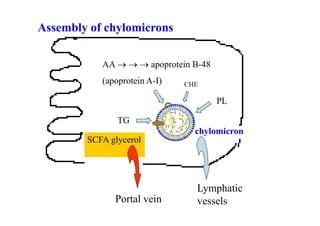 Assembly of chylomicrons

           AA    apoprotein B-48
           (apoprotein A-I)   CHE

                                      PL

               TG
                                chylomicron
        SCFA glycerol




                                Lymphatic
              Portal vein       vessels       22
 