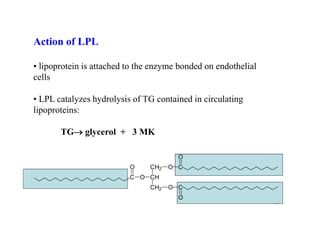 Action of LPL

• lipoprotein is attached to the enzyme bonded on endothelial
cells

• LPL catalyzes hydrolysis of TG contained in circulating
lipoproteins:

       TG glycerol + 3 MK

                                       O
                          O    CH2   O C
                          C O CH
                               CH2   O C
                                       O
                                                                26
 