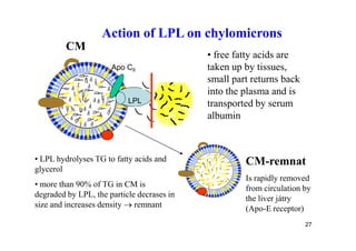 Action of LPL on chylomicrons
         CM
                                            • free fatty acids are
                      Apo CII               taken up by tissues,
                                            small part returns back
                                            into the plasma and is
                          LPL
                           LPL              transported by serum
                                            albumin



• LPL hydrolyses TG to fatty acids and               CM-remnat
glycerol
                                                     Is rapidly removed
• more than 90% of TG in CM is                       from circulation by
degraded by LPL, the particle decrases in            the liver játry
size and increases density  remnant                 (Apo-E receptor)
                                                                      27
 