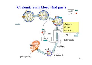 Chylomicron in blood (2nd part)
                                              ApoCII
                                              ApoE




                                         Adipose
                                         tissue,
                                         muscles
                         LPL

                    ApoCII
                                         Fatty acids

            liver                Glycerol
                      apoE


 apoE, apoB/E,
                               remnant
                                                       28
 
