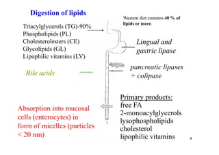 Digestion of lipids
                              Western diet contains 40 % of
                              lipids or more.
 Triacylglycerols (TG)-90%
 Phospholipids (PL)
 Cholesterolesters (CE)             Lingual and
 Glycolipids (GL)                   gastric lipase
 Lipophilic vitamins (LV)
                                 pancreatic lipases
  Bile acids                     + colipase

                              Primary products:
Absorption into mucosal       free FA
                              2-monoacylglycerols
cells (enterocytes) in
                              lysophospholipids
form of micelles (particles   cholesterol
< 20 nm)                      lipophilic vitamins             4
 