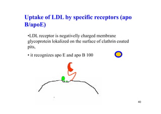 Uptake of LDL by specific receptors (apo
B/apoE)
 •LDL receptor is negativelly charged membrane
 glycoprotein lokalized on the surface of clathrin coated
 pits,
 • it recognizes apo E and apo B 100




                                                            40
 