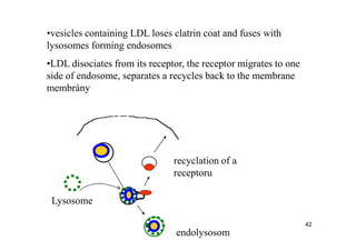 •vesicles containing LDL loses clatrin coat and fuses with
lysosomes forming endosomes
•LDL disociates from its receptor, the receptor migrates to one
side of endosome, separates a recycles back to the membrane
membrány




                               recyclation of a
                               receptoru

 Lysosome

                                                                  42
                                endolysosom
 