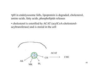 •pH in endolysosome falls, lipoprotein is degraded, cholesterol,
amino acids, fatty acids, phospholipids releases
• cholesterol is esterified by ACAT (acylCoA-cholesterol-
acyltransferase) and is stored in the cell




                                   ACAT
                             CH                CHE
       AK
                                                                   43
               MK      PL
 