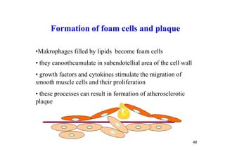 Formation of foam cells and plaque

•Makrophages filled by lipids become foam cells
• they canoothcumulate in subendotellial area of the cell wall
• growth factors and cytokines stimulate the migration of
smooth muscle cells and their proliferation
• these processes can result in formation of atherosclerotic
plaque




                                                                 48
 