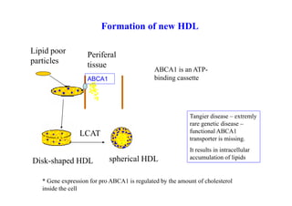 Formation of new HDL

Lipid poor          Periferal
particles           tissue                          játra
                                        SR-B1
                                           ABCA1 is an ATP-
                    ABCA1                     binding cassette        steroidogenní
                                                                      tkáně


                                                            Tangier disease – extremly
                                                            rare genetic disease –
                 LCAT                     CETP              functional ABCA1
                                                            transporter is missing.
                                                            It results in intracellular
                            spherical HDL                   accumulation of lipids
Disk-shaped HDL                                             LDL/VLDL

   * Gene expression for pro ABCA1 is regulated by the amount of cholesterol              55
   inside the cell
 