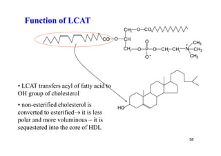 Function of LCAT
                                          CH2   O CO

                                  CO O    CH
                                                  O                 CH3
                                                                  +
                                          CH2   O P O   CH2 CH2   N CH3
                                                  O-               CH3




• LCAT transfers acyl of fatty acid to
OH group of cholesterol
• non-esterified cholesterol is          HO
converted to esterified it is less
polar and more voluminous – it is
sequestered into the core of HDL
                                                                      58
 