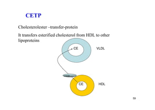 CETP
Cholesterolester –transfer-protein
It transfers esterified cholesterol from HDL to other
lipoproteins
                                 CE          VLDL




                          CETP


                                      CE      HDL



                                                        59
 