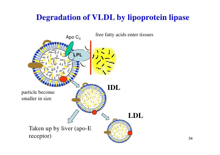 1 lipoproteins