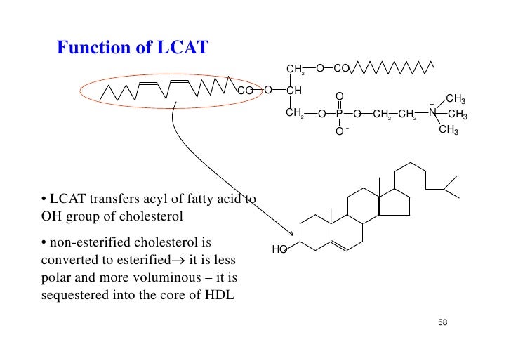1 lipoproteins