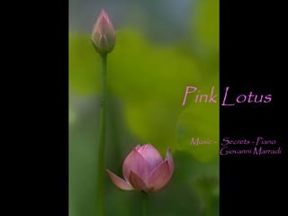 Pink Lotus
Music – Secrets - Piano
Giovanni Marradi
 