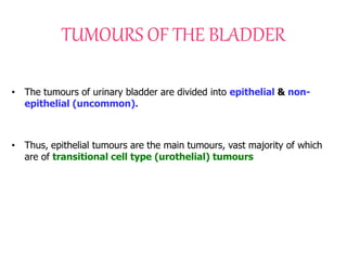 TUMOURS OF THE BLADDER
• The tumours of urinary bladder are divided into epithelial & non-
epithelial (uncommon).
• Thus, epithelial tumours are the main tumours, vast majority of which
are of transitional cell type (urothelial) tumours
 