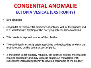 CONGENITAL ANOMALIE
ECTOPIA VESICAE (EXSTROPHY)
• rare condition
• congenital developmental deficiency of anterior wall of the bladder and
is associated with splitting of the overlying anterior abdominal wall.
• This results in exposed interior of the bladder.
• The condition in males is often associated with epispadias in which the
urethra opens on the dorsal aspect of penis.
• If the defect is not properly repaired, the exposed bladder mucosa gets
infected repeatedly and may undergo squamous metaplasia with
subsequent increased tendency to develop carcinoma of the bladder
 