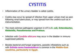 CYSTITIS
• Inflammation of the urinary bladder is called cystitis.
• Cystitis may occur by spread of infection from upper urinary tract as seen
following renal tuberculosis, or may spread from the urethra such as in
instrumentation.
• The most common pathogenic organism in UTI is E. coli, Enterobacter,
Klebsiella, Pseudomonas and Proteus.
• Infection with Candida albicans may occur in the bladder in immuno
suppressed patients.
• Besides bacterial and fungal organisms, parasitic infestations such as
with Schisto soma haematobium is common in the Middle-East
countries, particularly in Egypt.
 