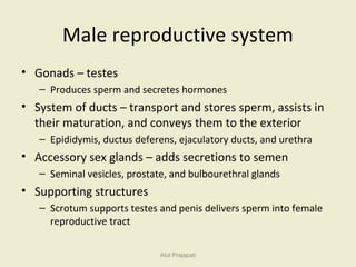 Male reproductive system | PPT