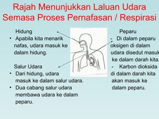 Rajah Menunjukkan Laluan Udara
Semasa Proses Pernafasan / Respirasi
Hidung Peparu
• Apabila kita menarik - Di dalam peparu
nafas, udara masuk ke oksigen di dalam
dalam hidung. udara disedut masuk
ke dalam darah kita.
Salur Udara - Karbon dioksida
• Dari hidung, udara di dalam darah kita
masuk ke dalam salur udara. akan masuk ke
• Dua cabang salur udara dalam peparu.
membawa udara ke dalam
peparu.
 