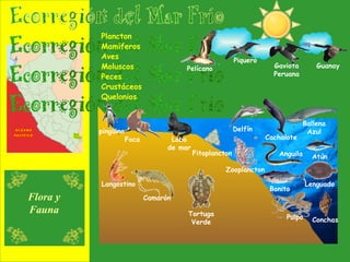 Plancton Mamíferos Aves Peces Moluscos Crustáceos Quelonios Flora y Fauna Fitoplancton Zooplancton Foca Lobo de mar Delfín Cachalote Ballena Azul Guanay Piquero Pelícano pingüino Gaviota Peruana Anguila Atún Bonito Lenguado Conchas Pulpo Langostino Camarón Tortuga Verde 