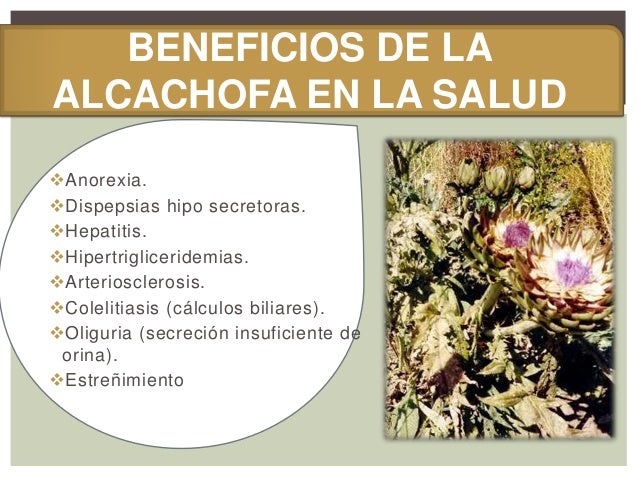 LA ALCACHOFA LA ALCACHOFA