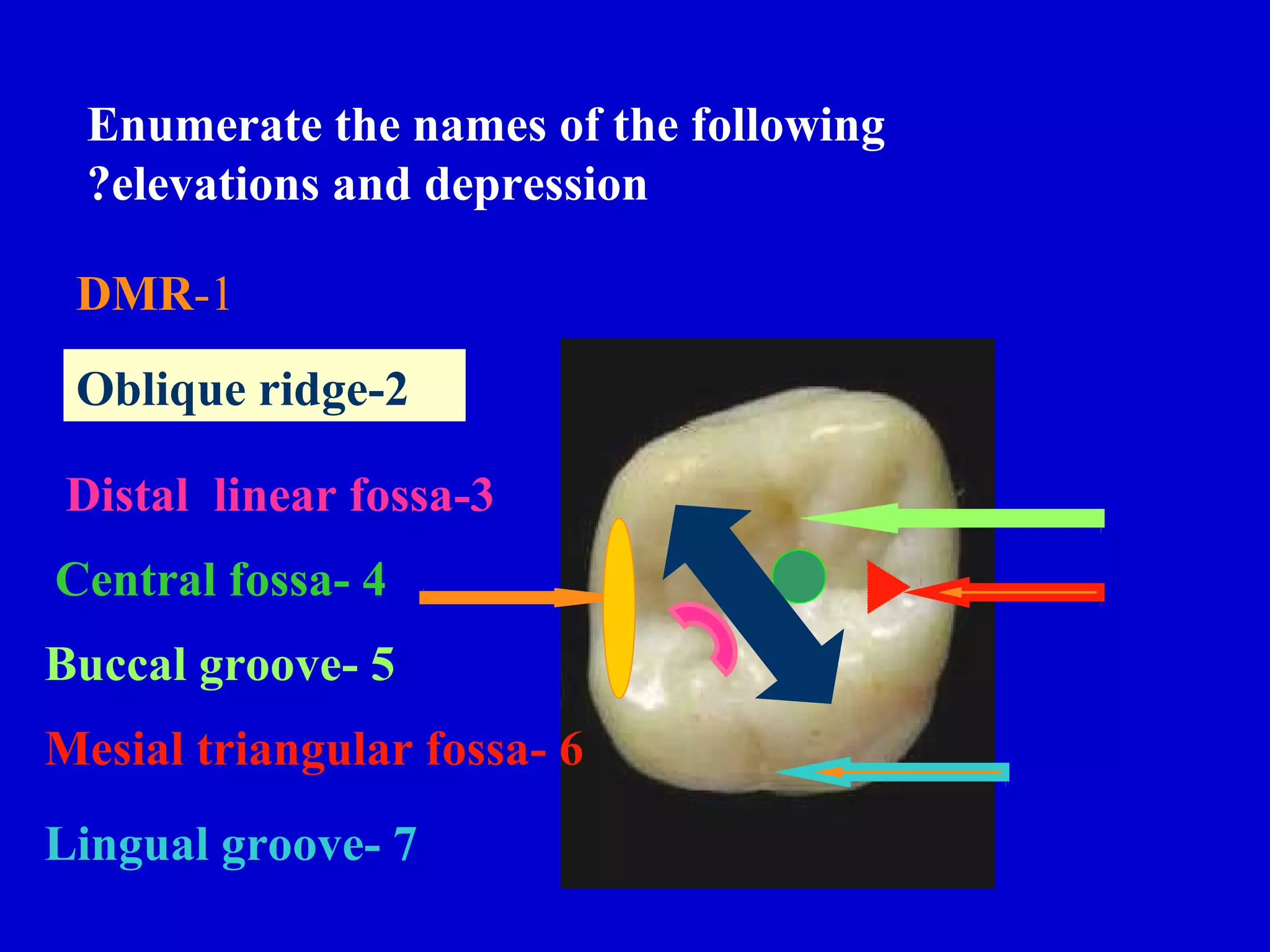Enumerate the names of the following
?elevations and depression
DMR-1
Oblique ridge-2
Distal linear fossa-3
Central fossa- 4
Buccal groove- 5
Mesial triangular fossa- 6
Lingual groove- 7

 