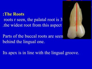 Voxal Roots 05. Maxillary Molars (Lecture) - Dentition | PPT