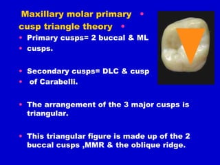 Triangular Cusp Ridge 05. Maxillary Molars (Lecture) - Dentition | PPT