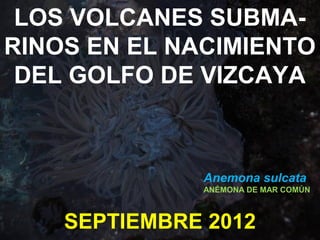 LOS VOLCANES SUBMA-
RINOS EN EL NACIMIENTO
 DEL GOLFO DE VIZCAYA



              Anemona sulcata
              ANÉMONA DE MAR COMÚN



    SEPTIEMBRE 2012
 