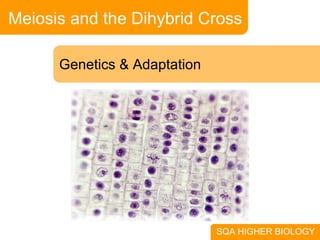 Meiosis and the Dihybrid Cross Genetics & Adaptation SQA HIGHER BIOLOGY 