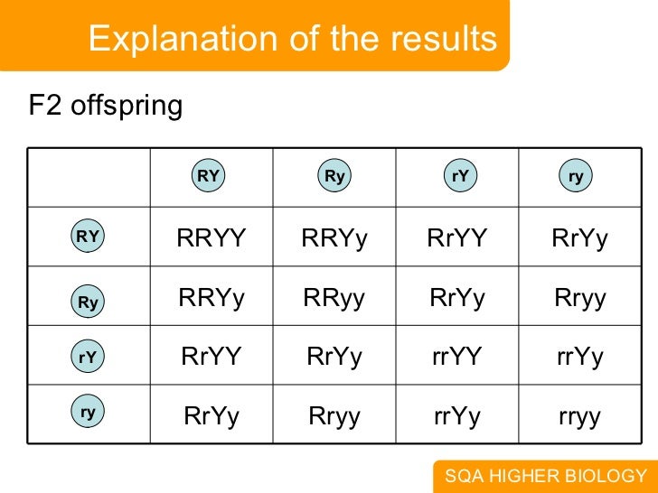 dihybrid cross