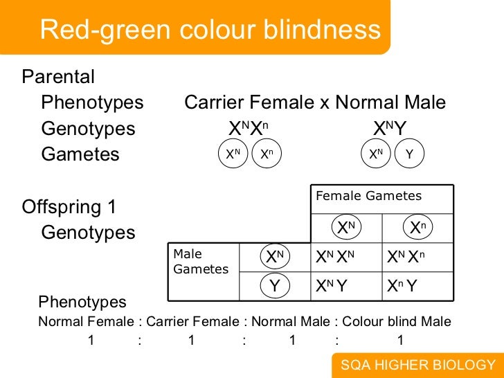 1. Meiosis And Dihybrid Cross
