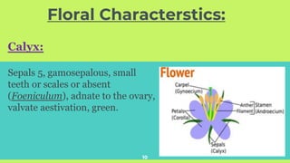 Floral Characterstics:
10
Calyx:
Sepals 5, gamosepalous, small
teeth or scales or absent
(Foeniculum), adnate to the ovary,
valvate aestivation, green.
 