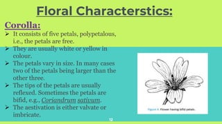 Floral Characterstics:
12
Corolla:
➢ It consists of five petals, polypetalous,
i.e., the petals are free.
➢ They are usually white or yellow in
colour.
➢ The petals vary in size. In many cases
two of the petals being larger than the
other three.
➢ The tips of the petals are usually
reflexed. Sometimes the petals are
bifid, e.g., Coriandrum sativum.
➢ The aestivation is either valvate or
imbricate.
 