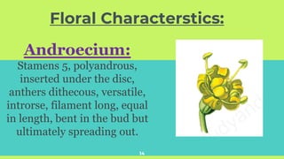 Floral Characterstics:
14
Androecium:
Stamens 5, polyandrous,
inserted under the disc,
anthers dithecous, versatile,
introrse, filament long, equal
in length, bent in the bud but
ultimately spreading out.
 