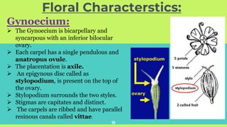 Floral Characterstics:
15
Gynoecium:
➢ The Gynoecium is bicarpellary and
syncarpous with an inferior bilocular
ovary.
➢ Each carpel has a single pendulous and
anatropus ovule.
➢ The placentation is axile.
➢ An epigynous disc called as
stylopodium, is present on the top of
the ovary.
➢ Stylopodium surrounds the two styles.
➢ Stigmas are capitates and distinct.
➢ The carpels are ribbed and have parallel
resinous canals called vittae.
 