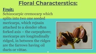 Floral Characterstics:
17
Fruit:
Schizocarpic cremocarp which
splits into two one seeded
mericarps, which rejnain
attached to a slender often
forked axis – the carpophore;
mericarps are longitudinally
ridged, in between the ridges
are the farrows having oil
ducts or vittae.
 