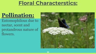 Floral Characterstics:
20
Pollination:
Entomophilous due to
nectar, scent and
protandrous nature of
flowers.
 