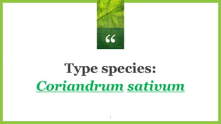 “
Type species:
Coriandrum sativum
1
 